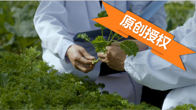 C023 科研考察及蔬菜种植