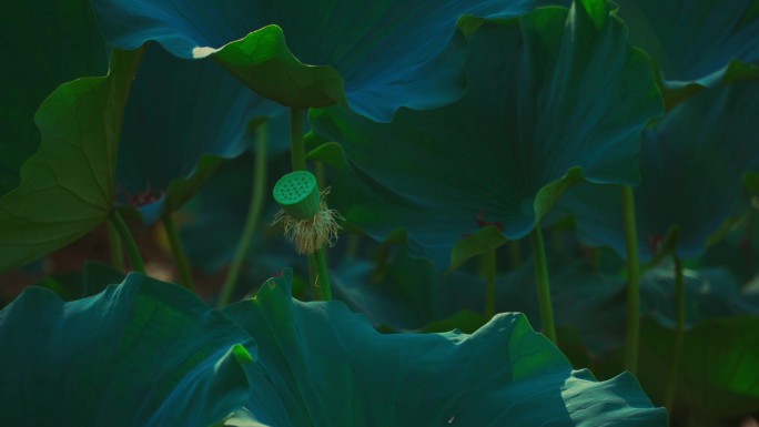 荷叶和翠绿的莲蓬`1