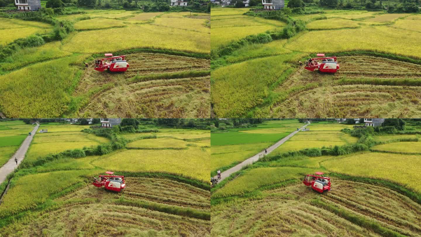 秋收 稻田 金秋十月 梯田