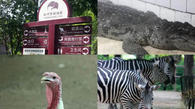 实拍动物园各种动物