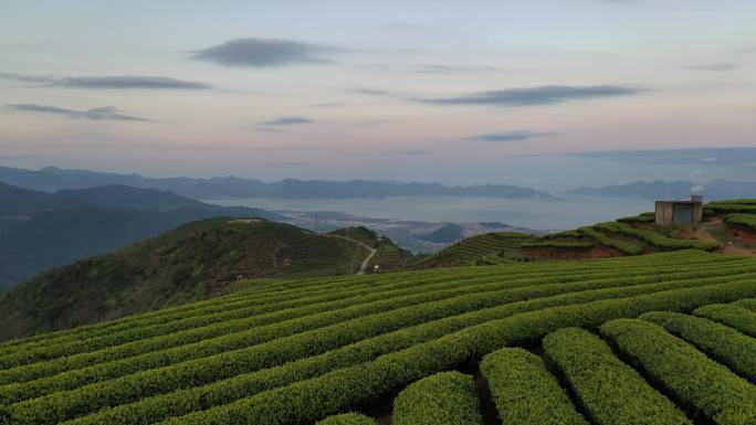 春天的茶园，无人机视角