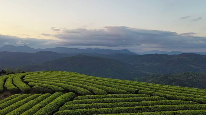 春天的茶园，无人机视角