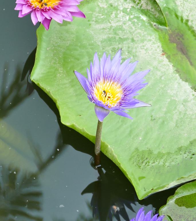 3朵紫色莲花和许多蜜蜂