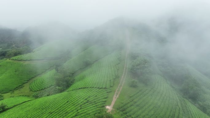 日出景色晨曦雾霭中的空中无人机摄像头飞越茶园露台，位于越南北部普陀省龙科山区