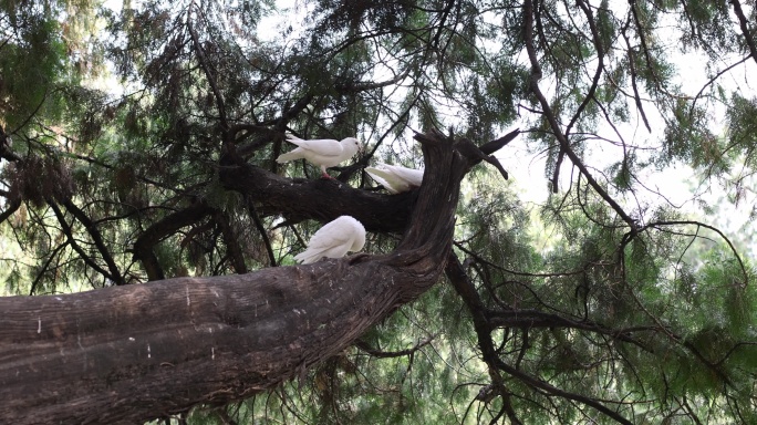 三只白鸽在树上梳理羽毛