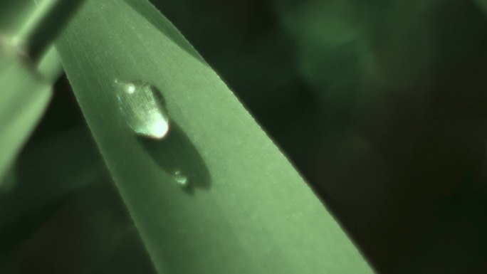 北方初秋池塘花草莲花池荷叶合集