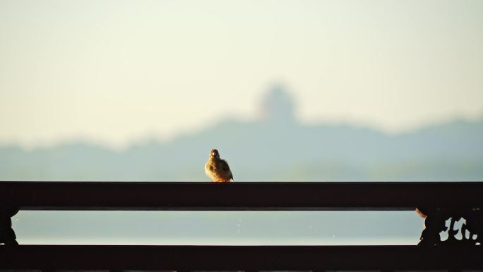 西湖栏杆上栖息的小鸟