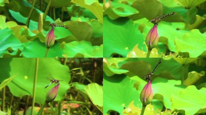小荷尖尖角蜻蜓立上头荷花花蕾花苞荷花莲花
