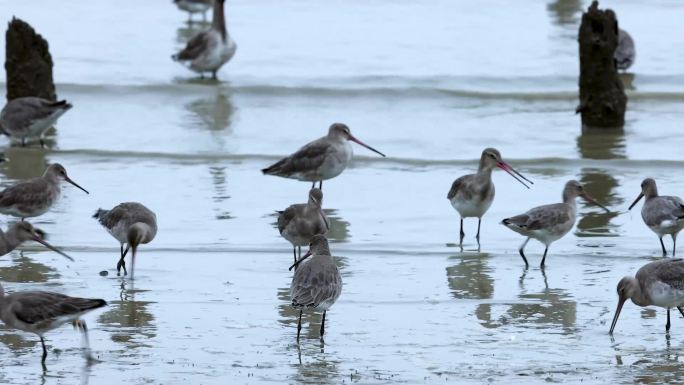 深圳湾的黑尾塍鹬、滩涂吃食的鸟群