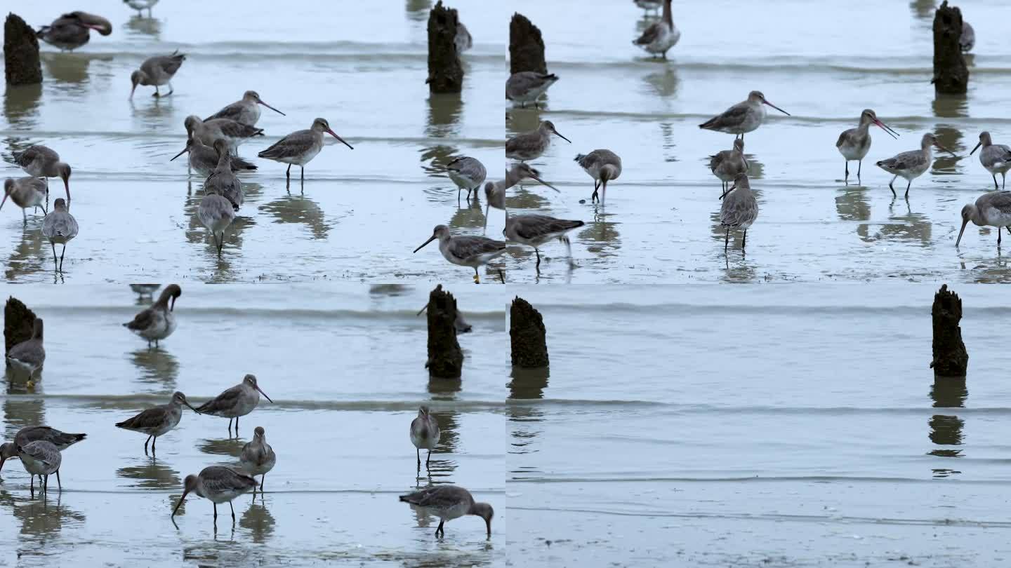 深圳湾的黑尾塍鹬、滩涂吃食的鸟群