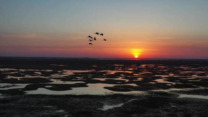 4K航拍湿地 落日夕阳丹顶鹤鸟群湿地飞舞