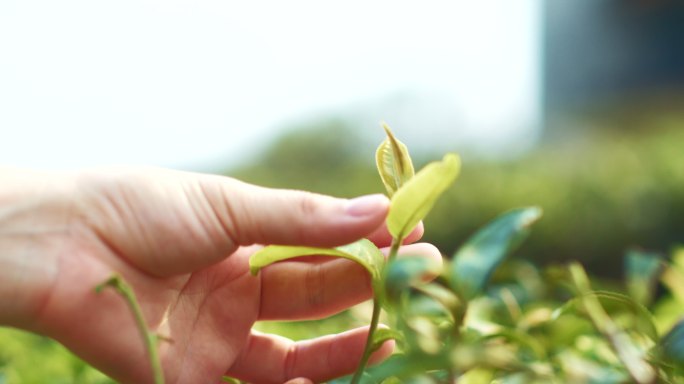 亚洲女人早上采茶春茶嫰芽采摘茶叶