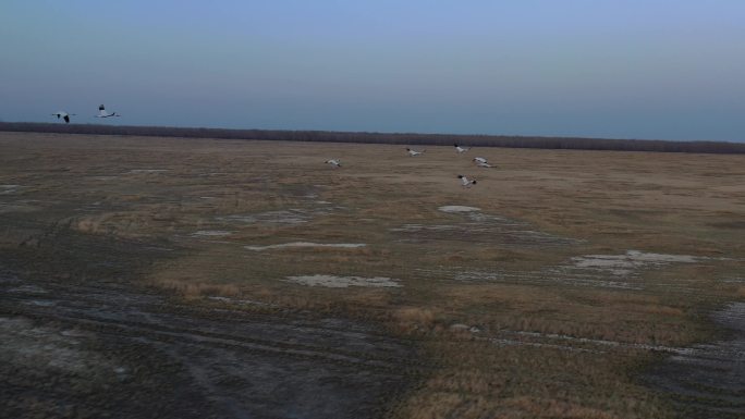 4K航拍湿地 丹顶鹤鸟群水面飞行