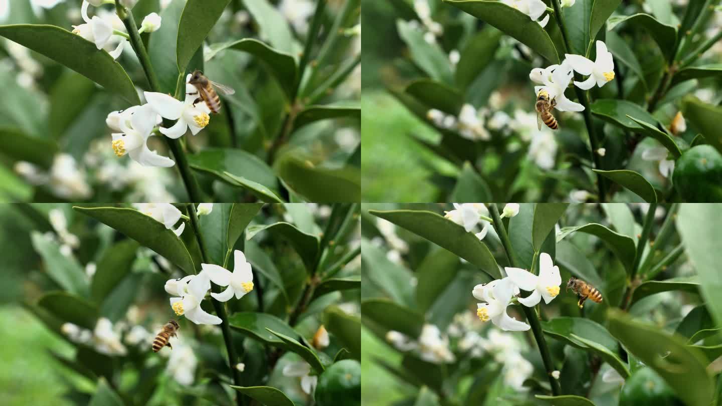 青桔花 蜜蜂采蜜
