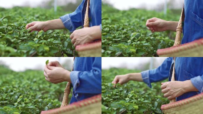 晴天采摘茶叶茶山美景茶乡种植茶叶