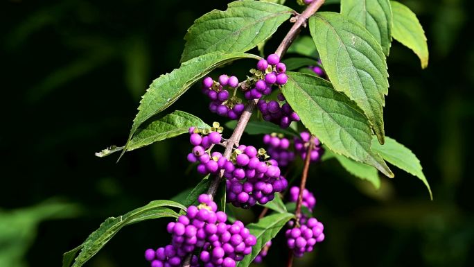 花果微距实拍视频