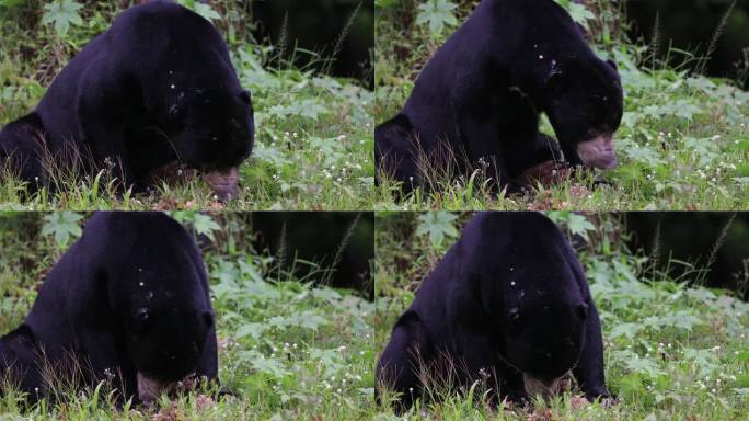 动物：成年太阳熊（Helarctos malayanus），或蜜熊。