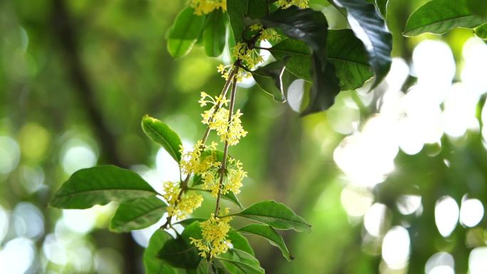 逆光树叶 桂花树