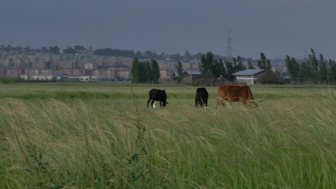 非洲坦桑尼亚草原上的牛