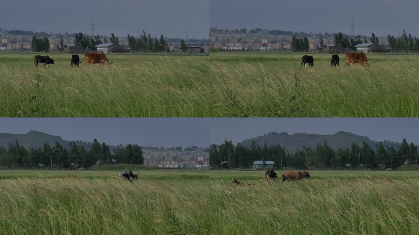 非洲坦桑尼亚草原上的牛