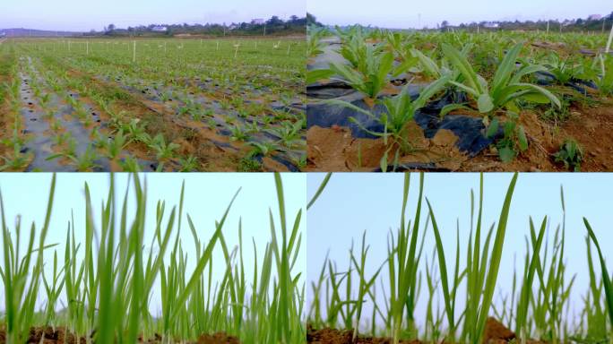 蔬菜种植基地 刚刚发芽长苗的莴笋 大蒜苗