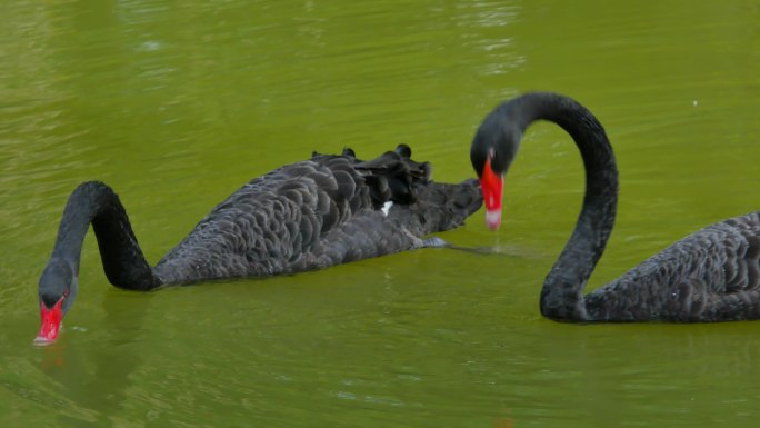 公园池塘里的黑天鹅游泳