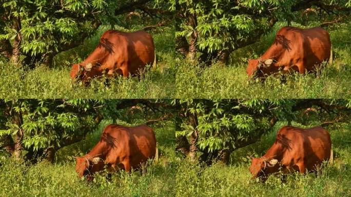 牛吃草景观