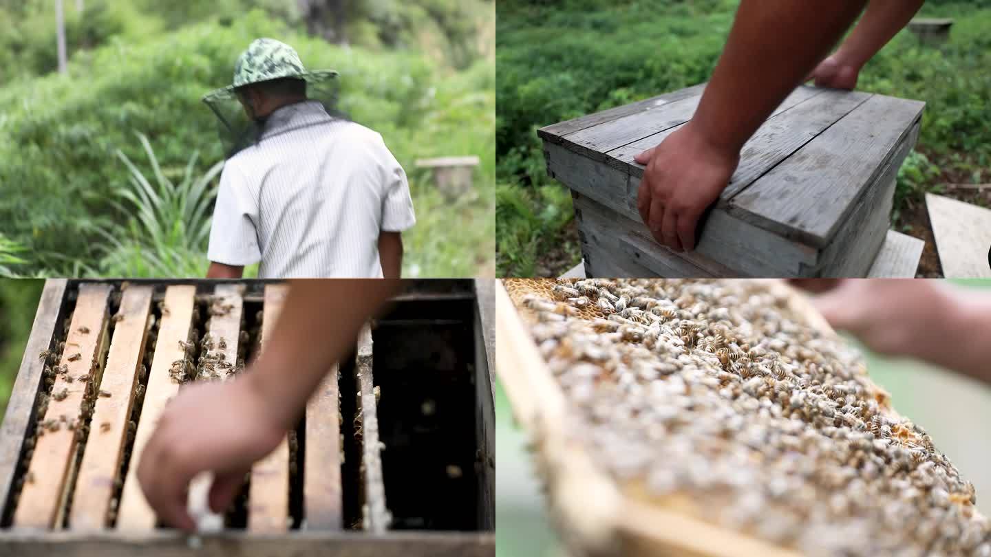 大山深处野外蜂蜜养殖基地4