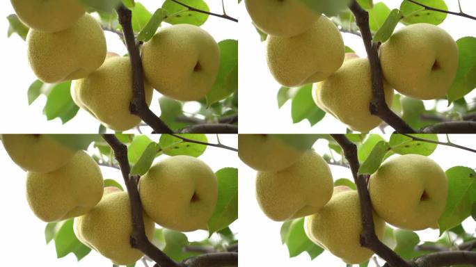梨子 水果 酥梨 梨树 梨园