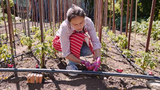 女人在菜园里做灌溉系统。可持续性和水资源保护。
