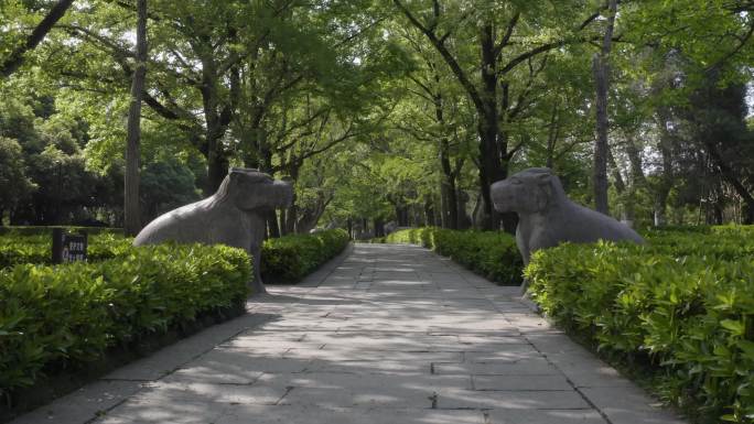 航拍南京中山陵石象路