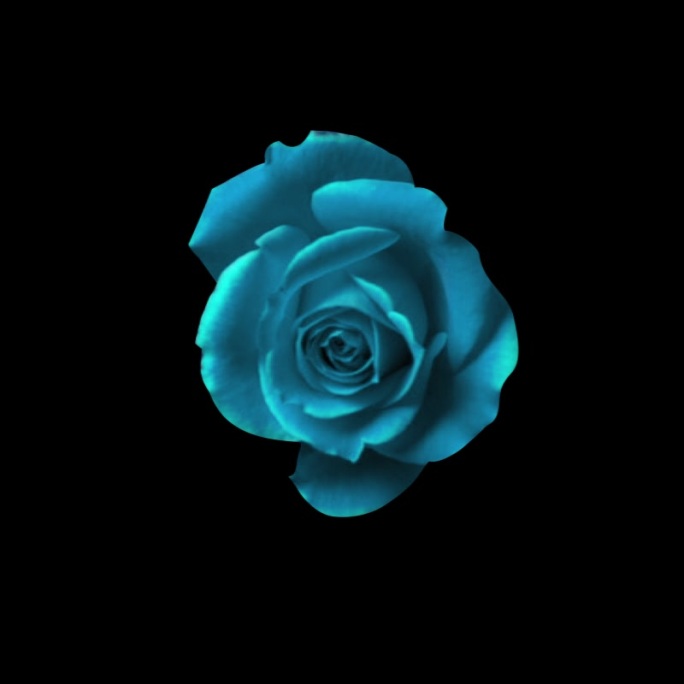 蓝玫瑰开花动画-带通道