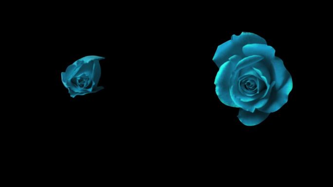 蓝玫瑰开花动画-带通道