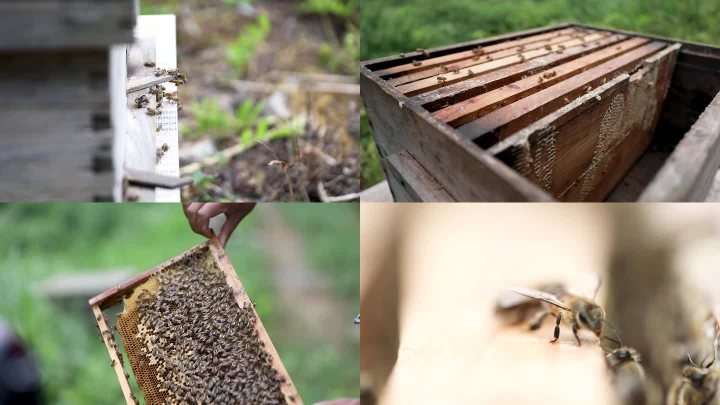 大山深处野外蜂蜜养殖基地合集1