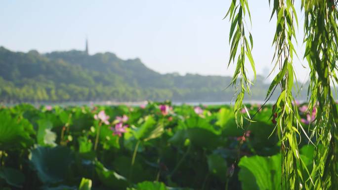 夏天杭州西湖里碧绿的荷叶和粉红的莲花