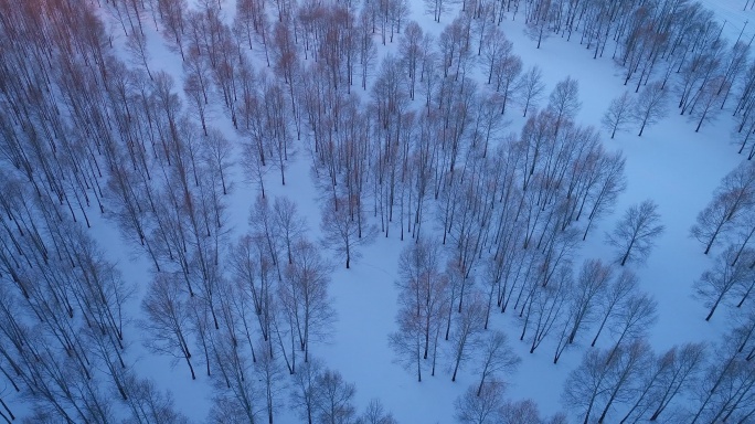 航拍雪野茂密小树林