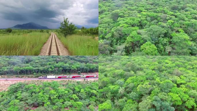 原始森林热带雨林森林铁路非洲大陆乡村旅游