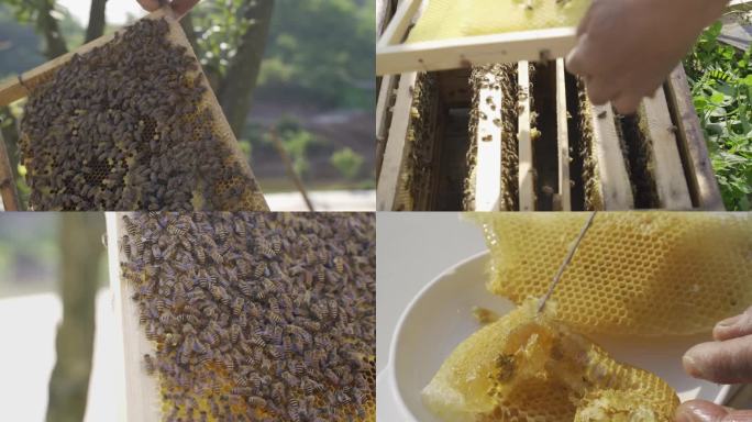 无添加原生态养蜂 蜂蜜
