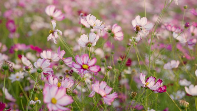 秋英花波斯菊秋日花海