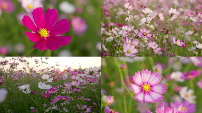 秋英花波斯菊秋日花海