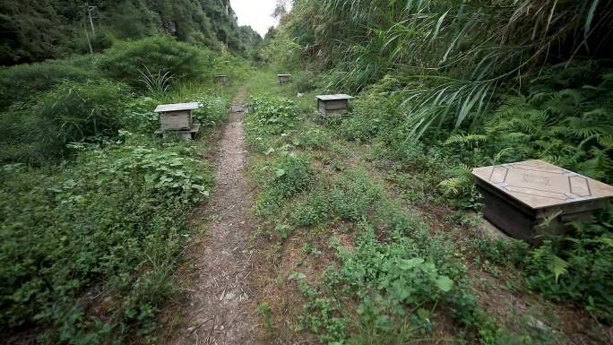 大山区蜂蜜养殖基地2