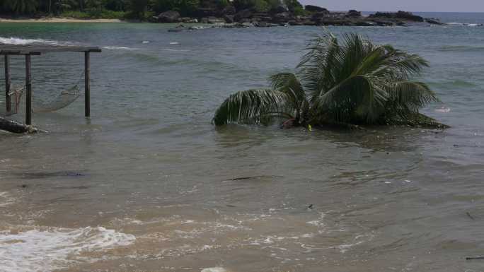 地震或风暴过后，椰子树在泥泞的海浪中沉没。