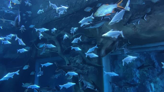海底世界 海洋鱼群海洋馆4k实拍