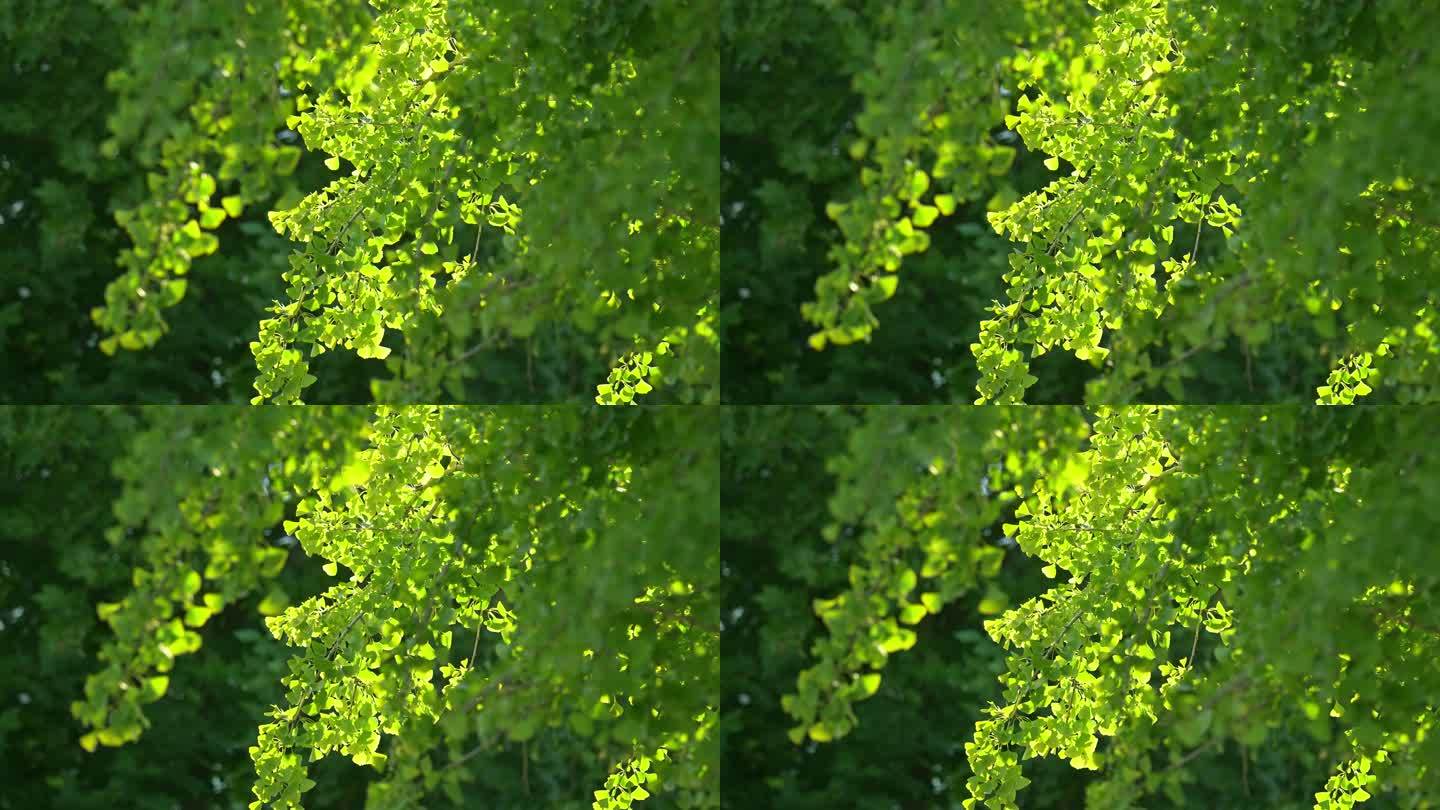 阳光绿植树叶