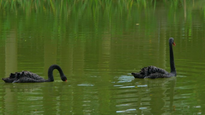 公园池塘里的黑天鹅游泳
