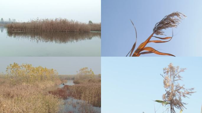 秋季微山湖湿地里的芦苇荡芦苇芦花