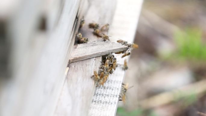 大山区蜂蜜养殖基地