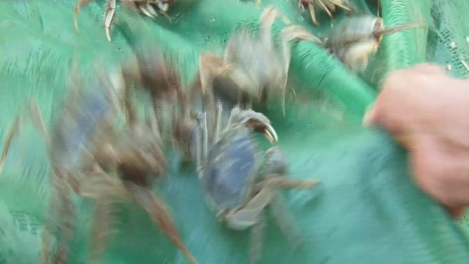 网箱里养殖的螃蟹