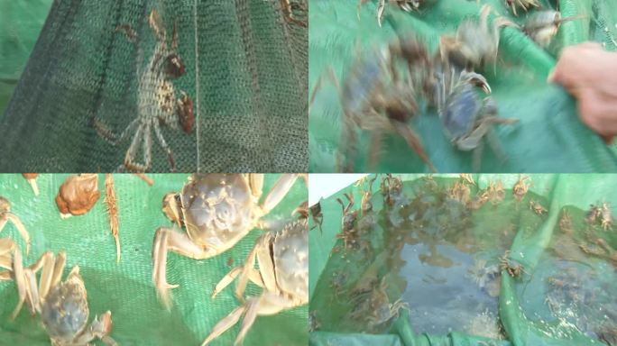 网箱里养殖的螃蟹
