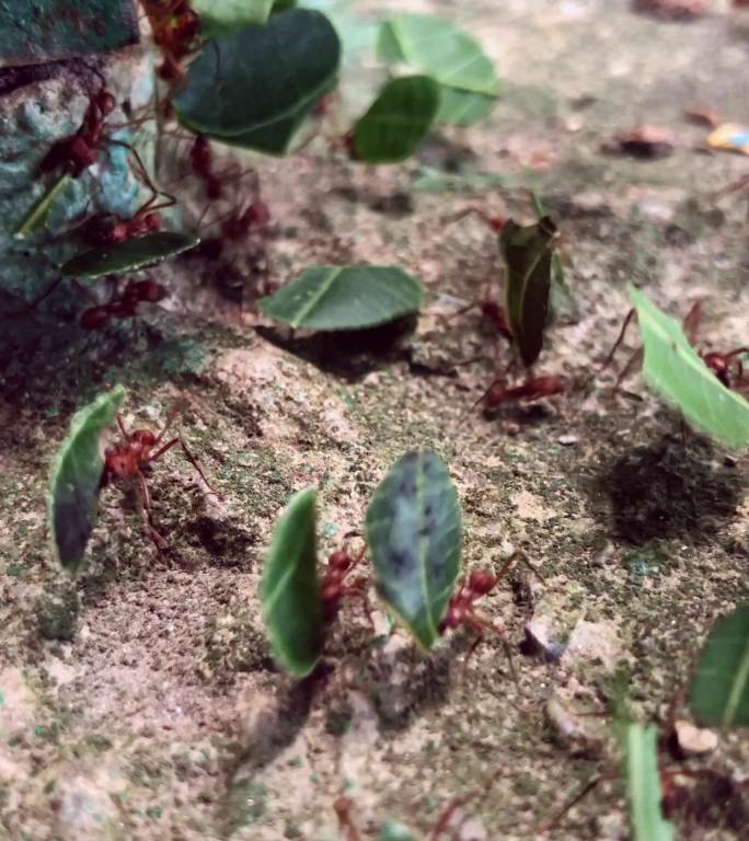 热带地面上大型切叶蚁携带食物的垂直视频特写